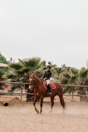 An equestrian rider on a chestnut horse trains in a sandy arena surrounded by palm trees.