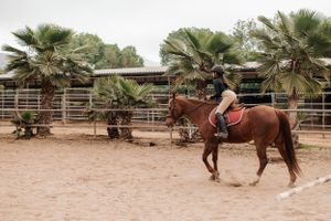 A horse and rider practice in a training arena with palm trees and wooden fencing.