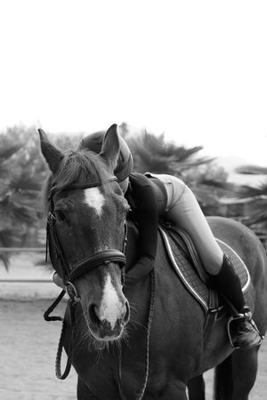 A black and white portrait of a horse with a white blaze during a riding session.