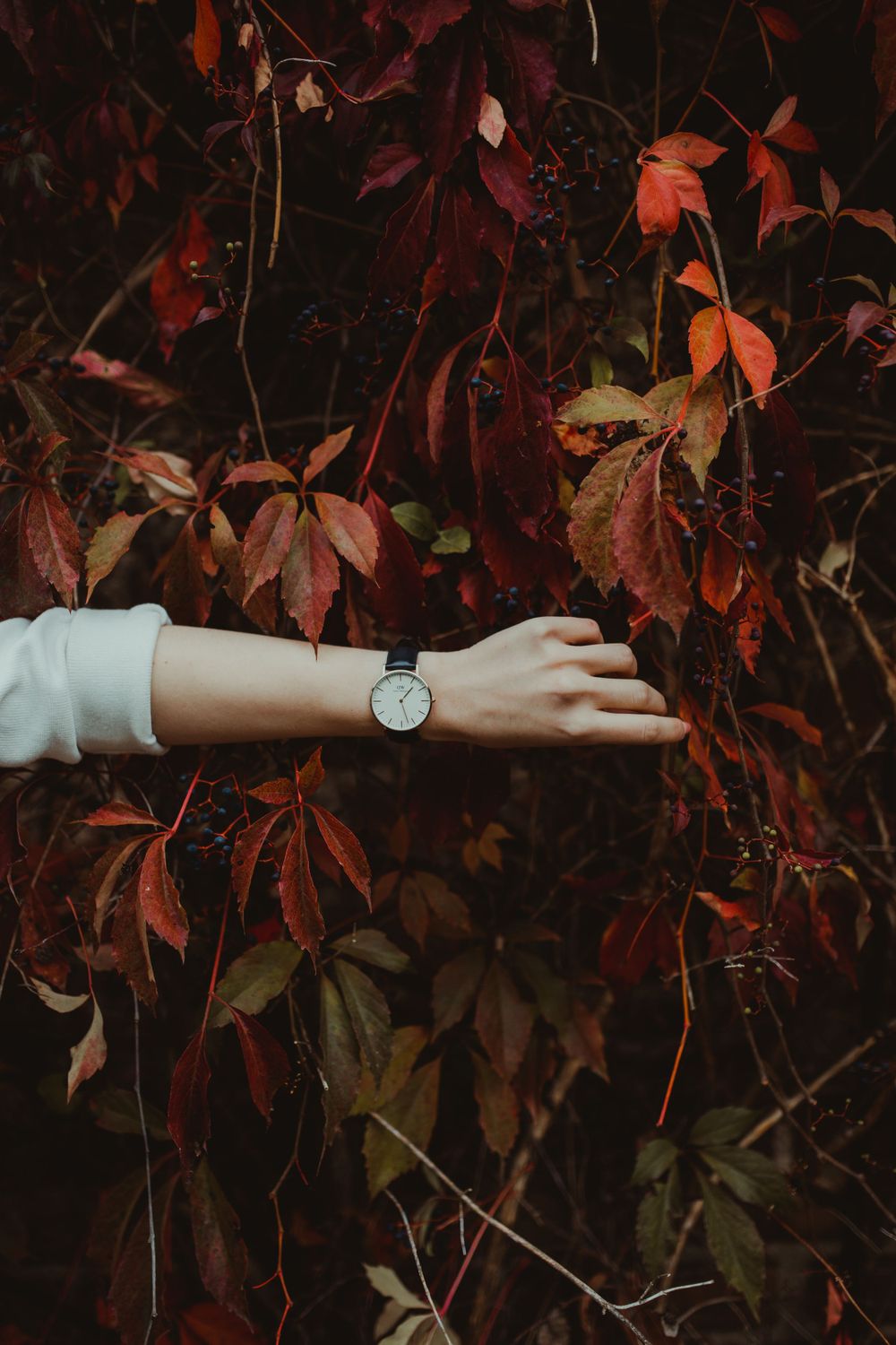 zegarek daniel wellington na ręku na tle jesiennego bluszczu