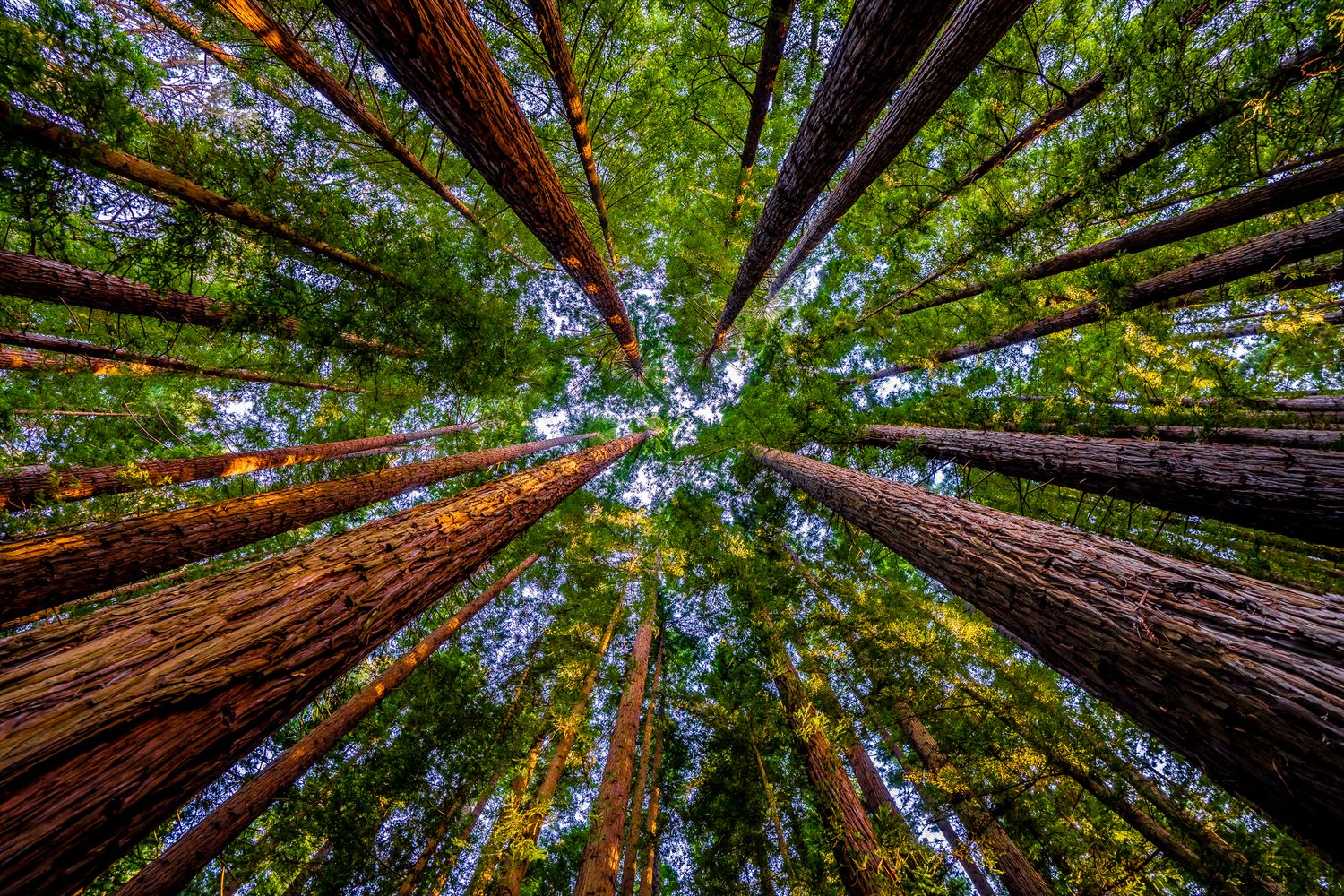 Looking up through towering redwood trees with vibrant green canopy reaching toward a bright blue sky.