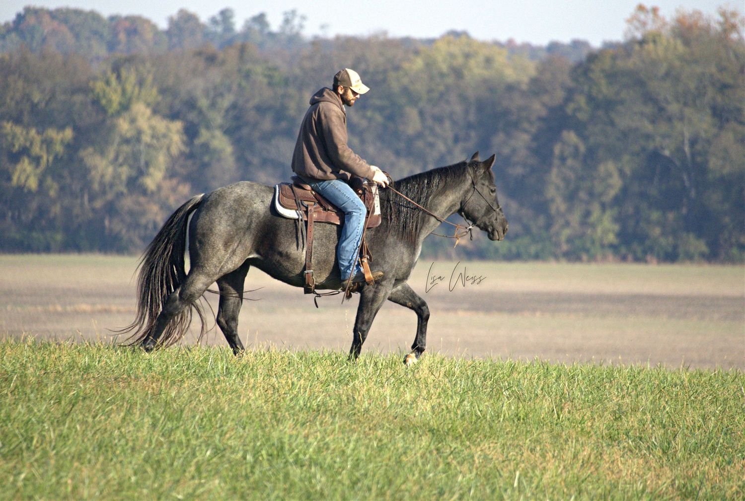 Horse trainer for all breeds & disciplines in Illinois