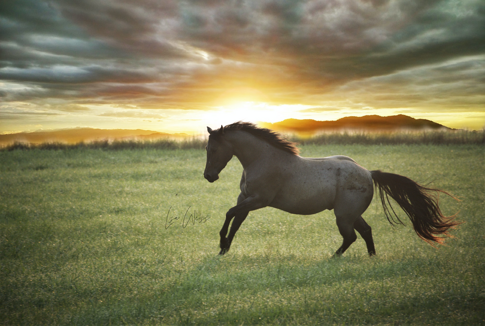 problem horse training in central illinois