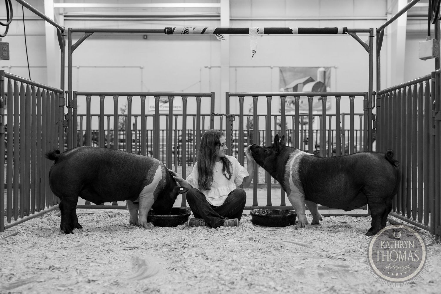 Three show pigs stand in their pen being tended to during a livestock competition.
