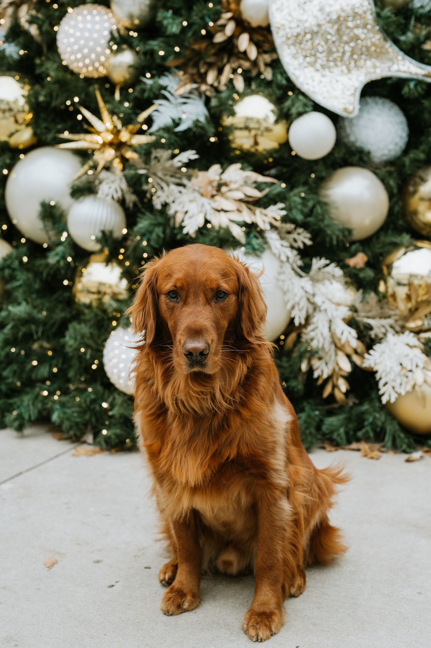 A golden retriever sits attentively in front of an elegantly decorated Christmas tree with gold and silver ornaments.