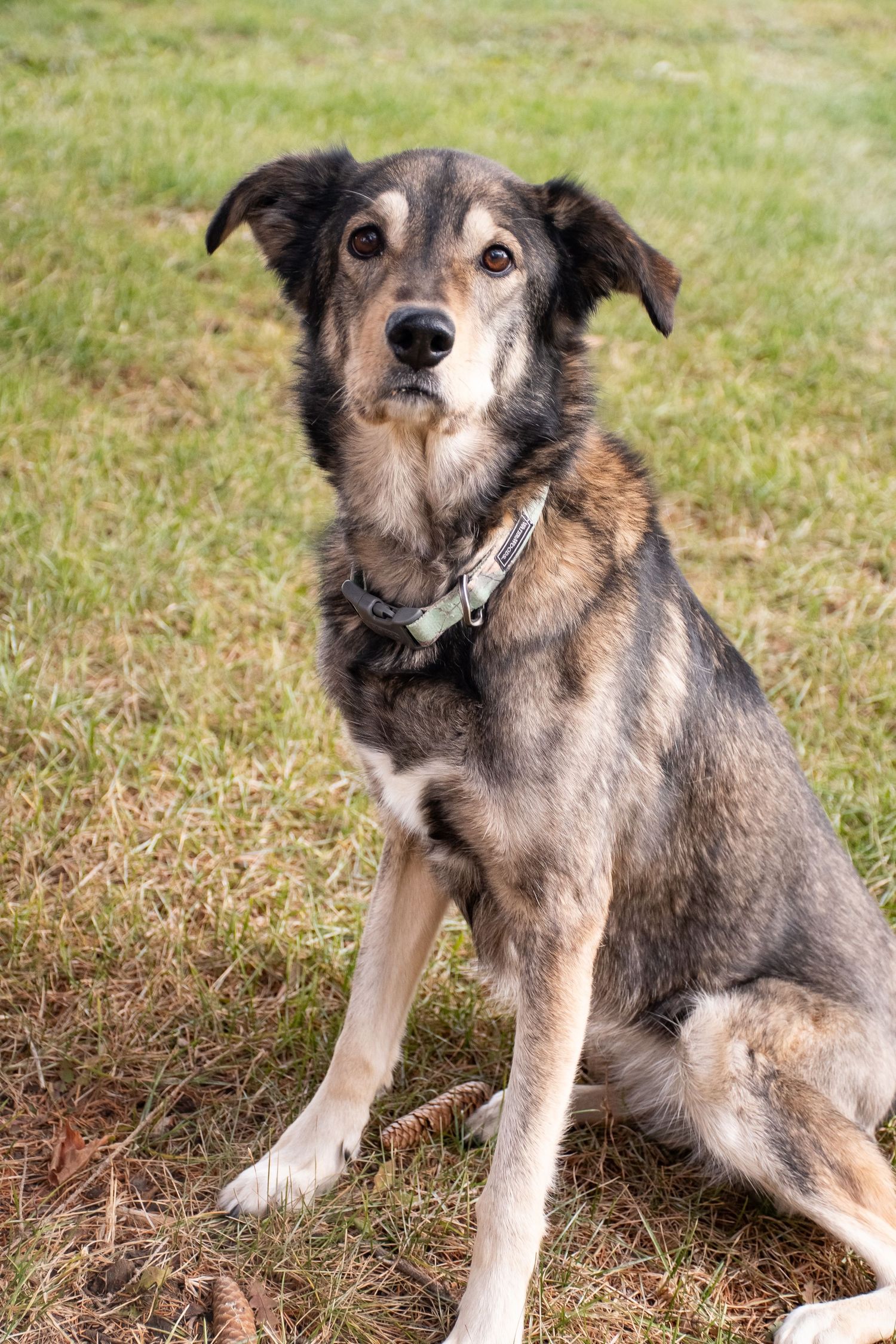 rainbow bridge, dog