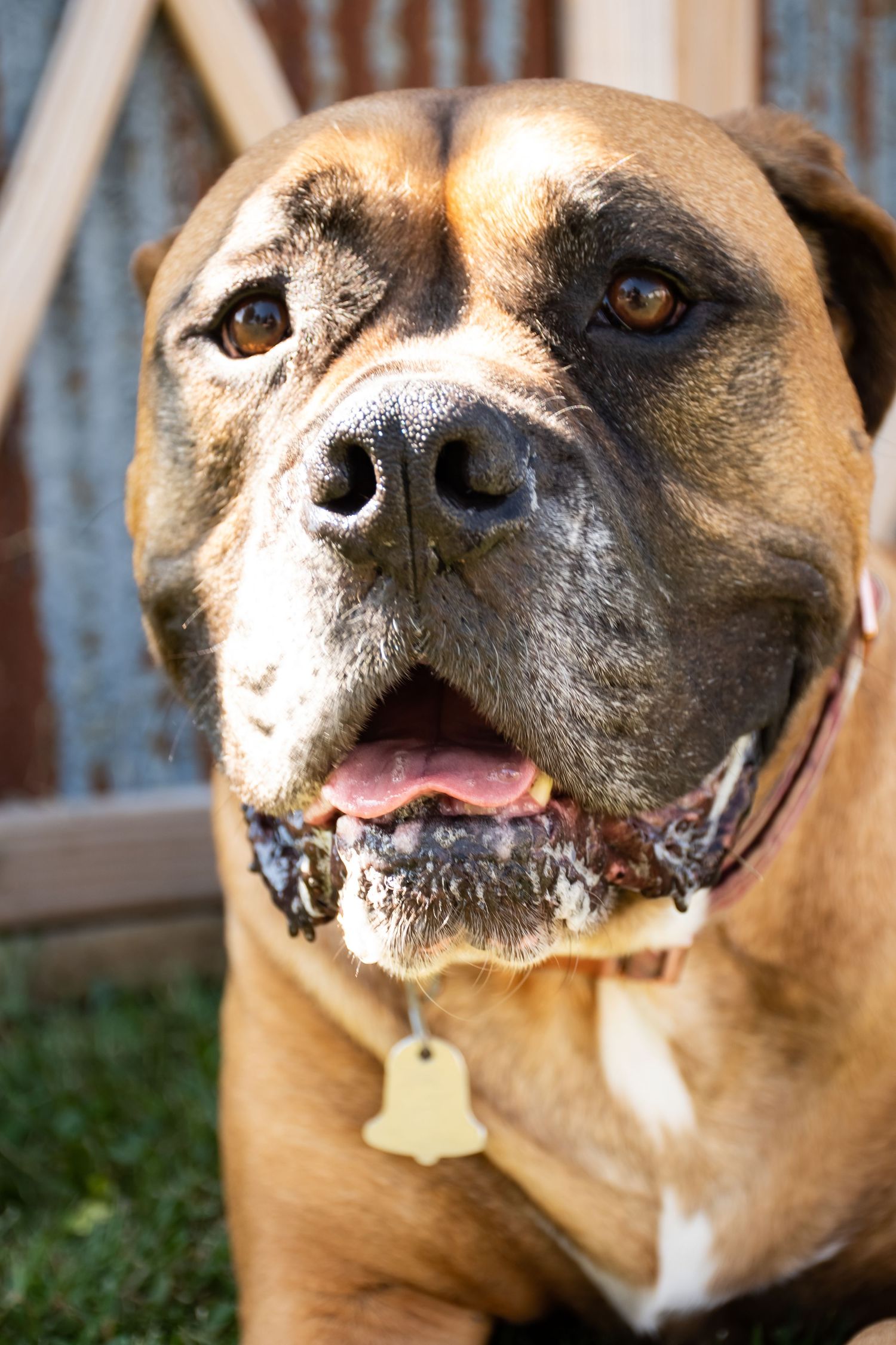 rainbow bridge, dog