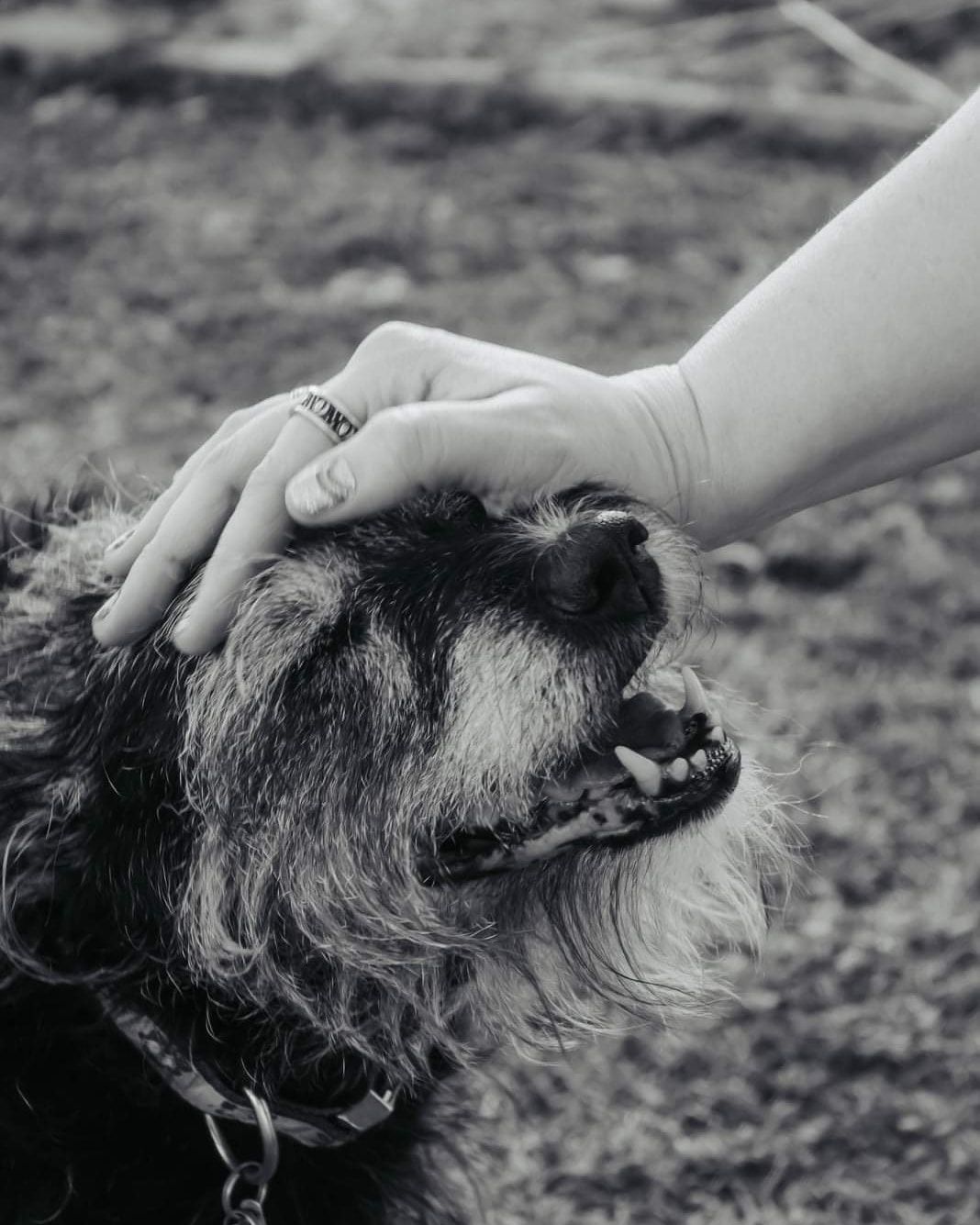 rainbow bridge, dog