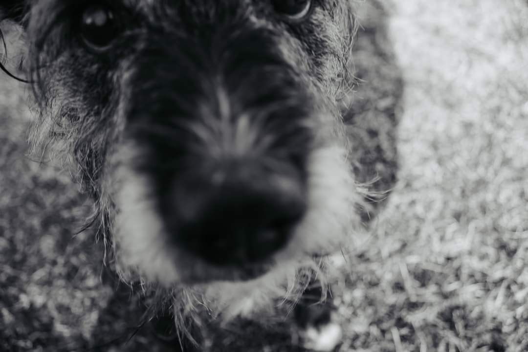 rainbow bridge, dog