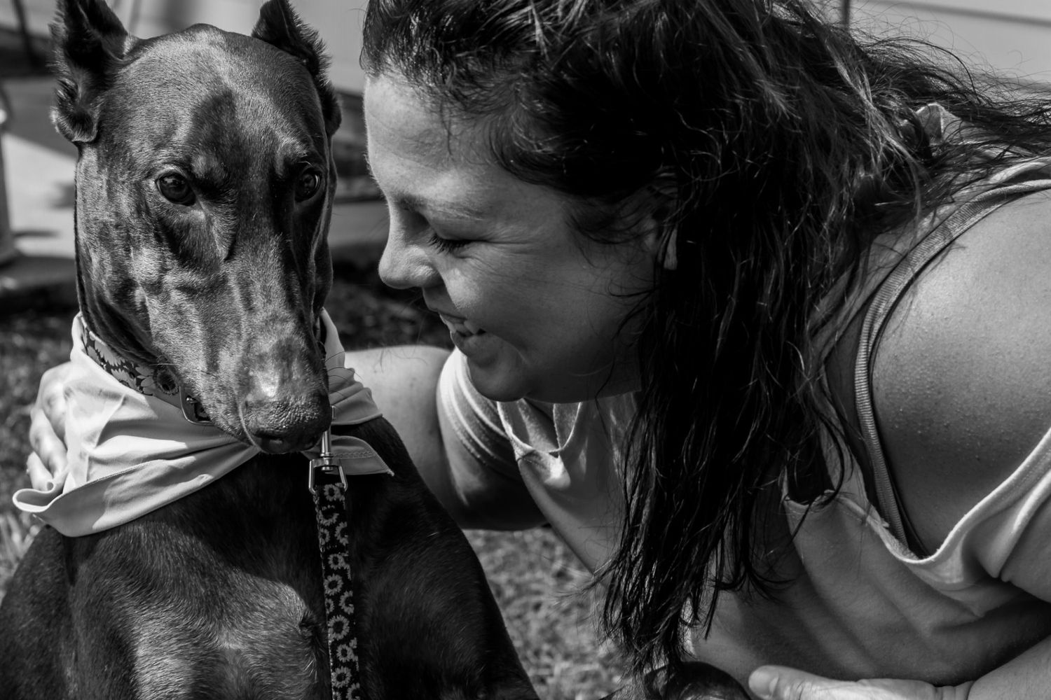 rainbow bridge, dog