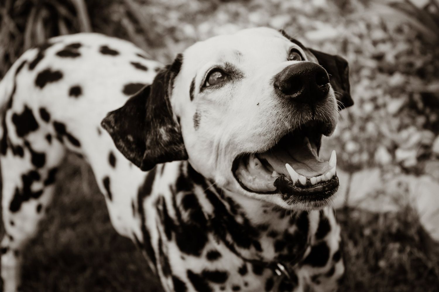 rainbow bridge, dog
