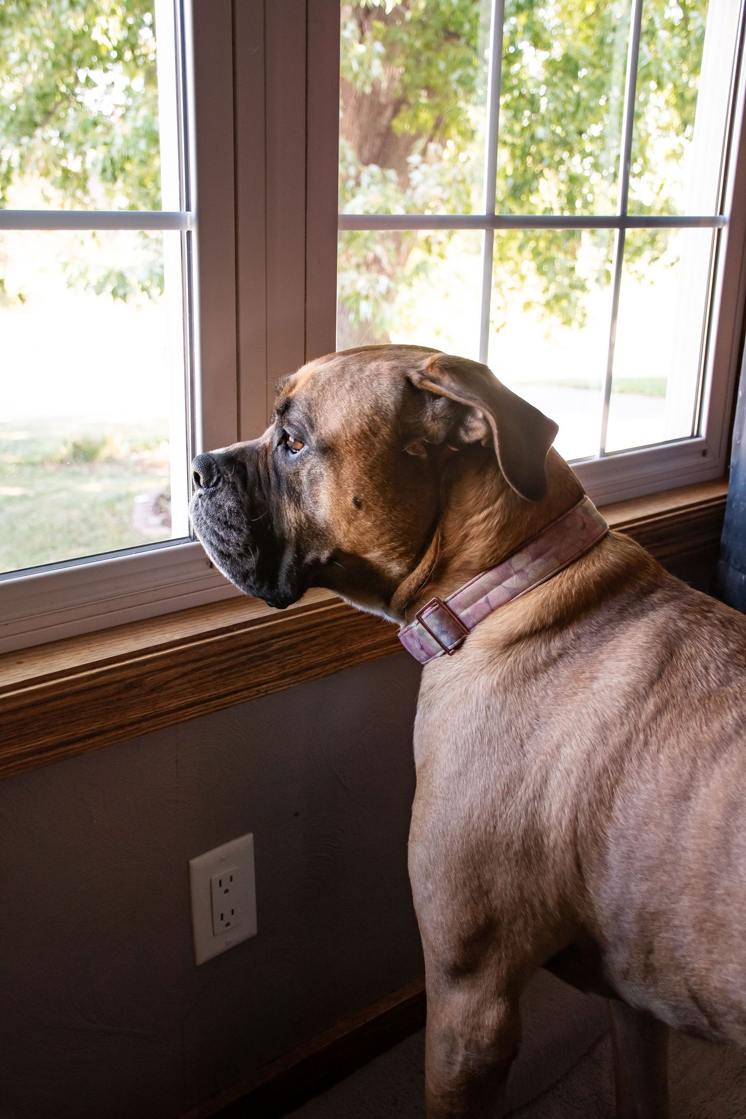 rainbow bridge, dog