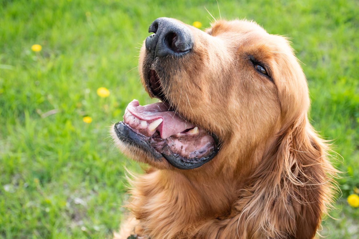 rainbow bridge, dog