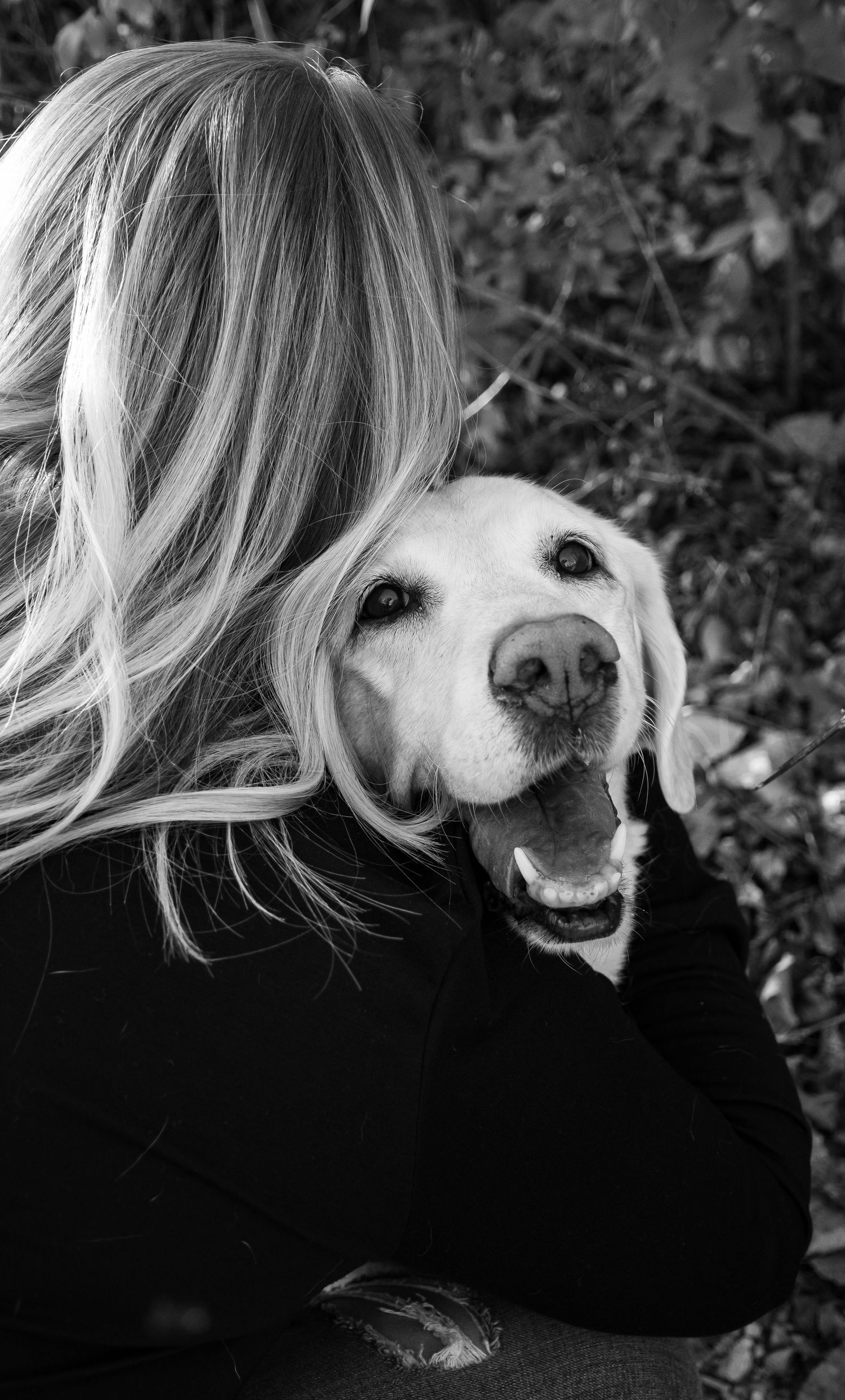 rainbow bridge, dog