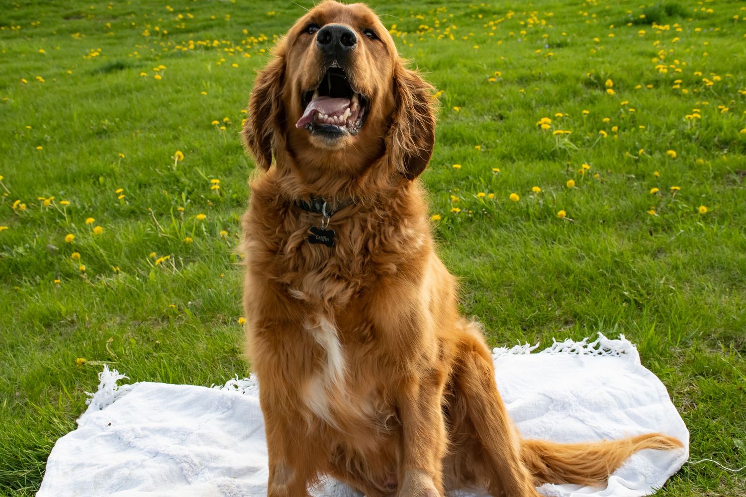 rainbow bridge, dog