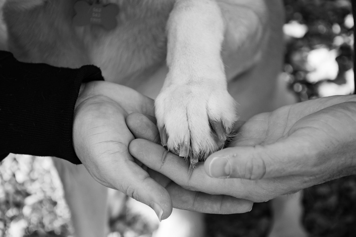 rainbow bridge, dog