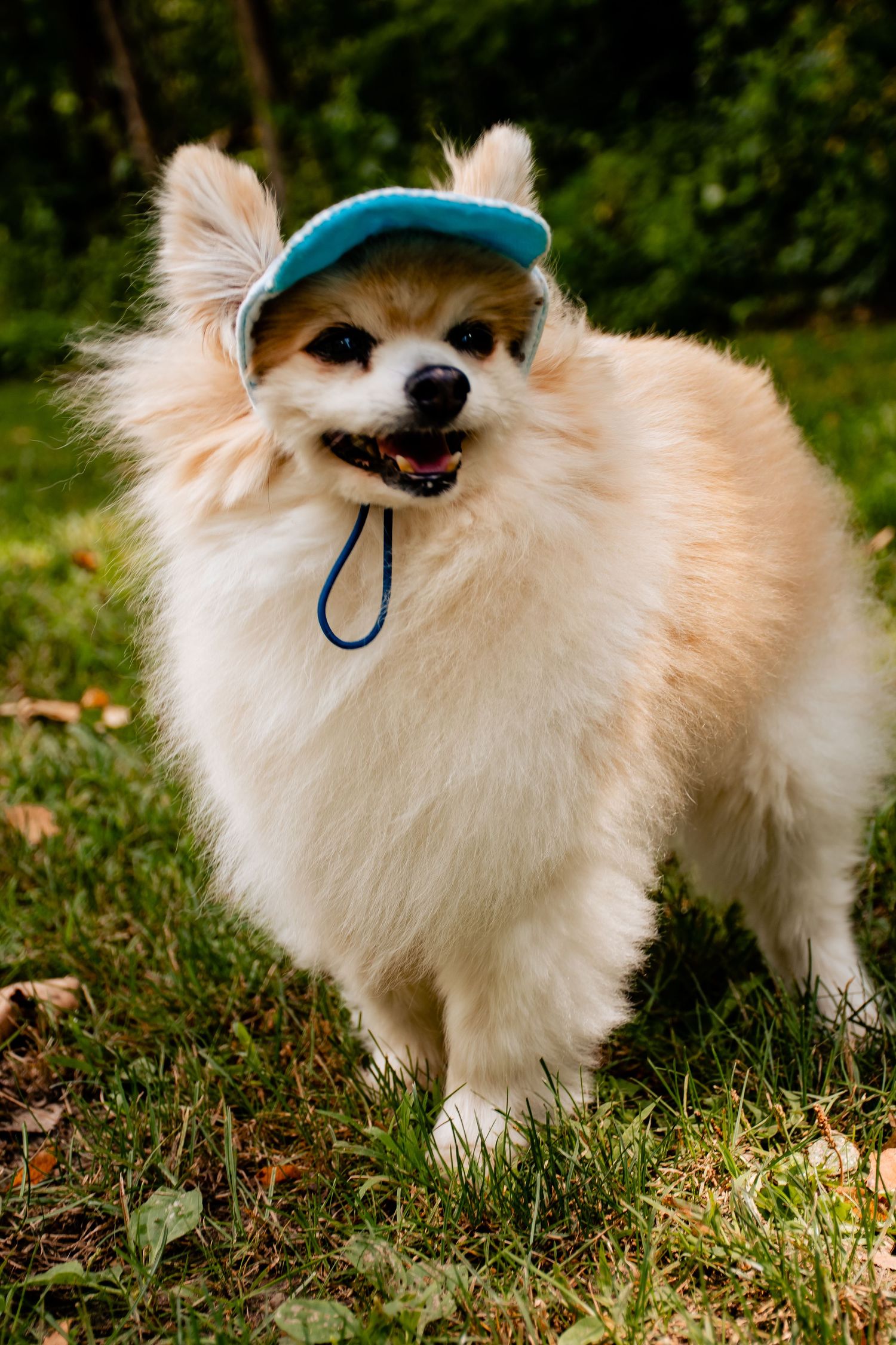 rainbow bridge, dog