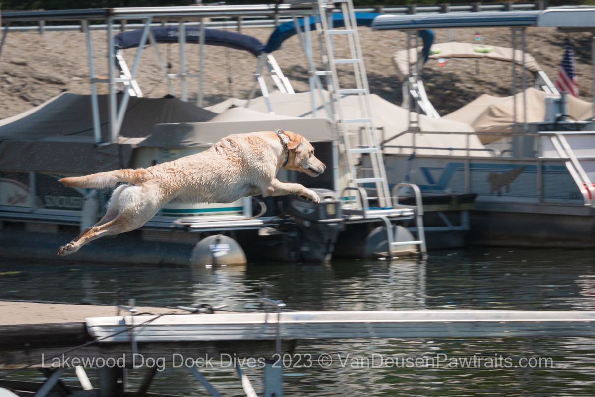 Golden Labrador dog leaps gracefully into a lake from a dock while boats rest in the background.