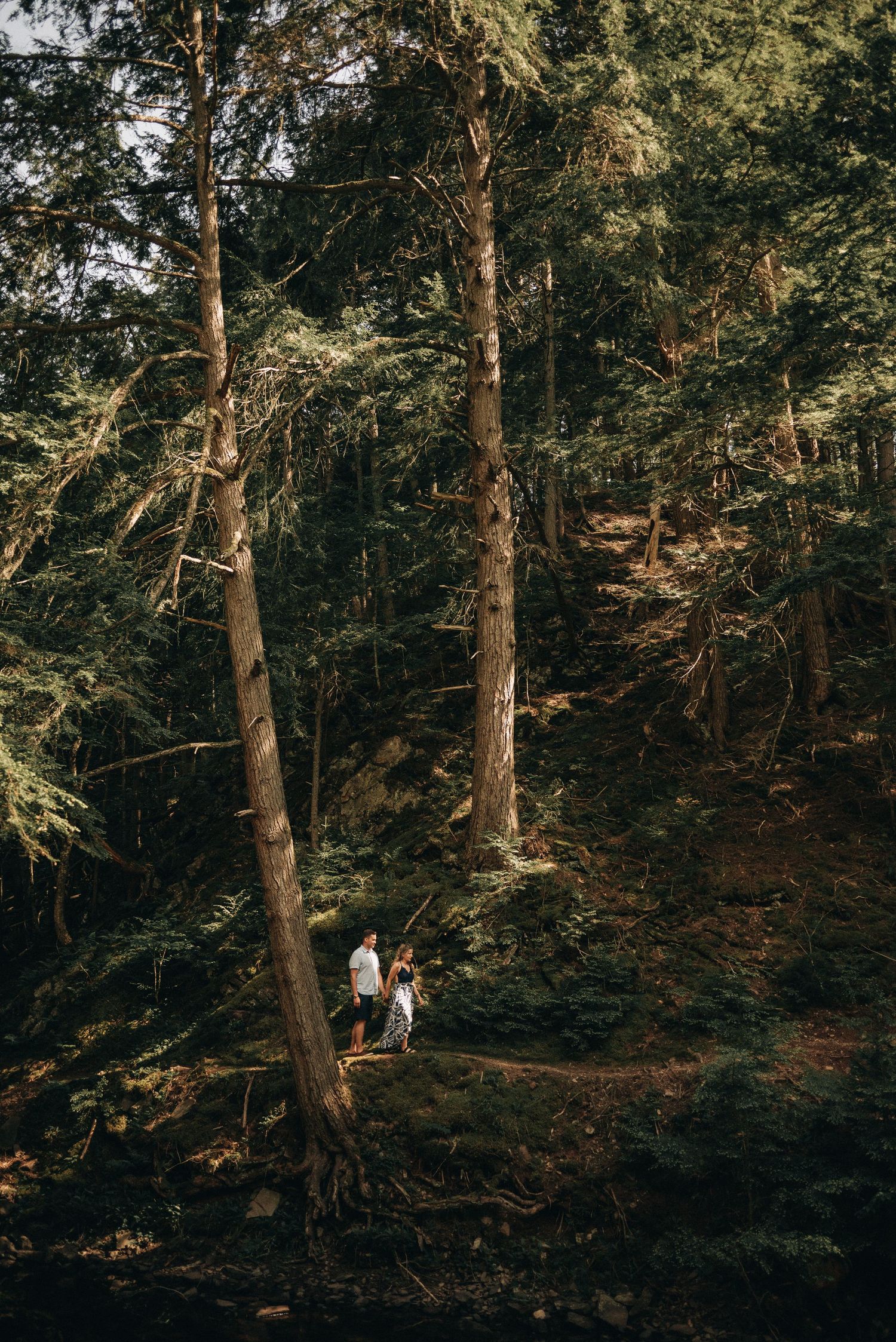 Two figures stand dwarfed by towering pine trees in a majestic forest setting.