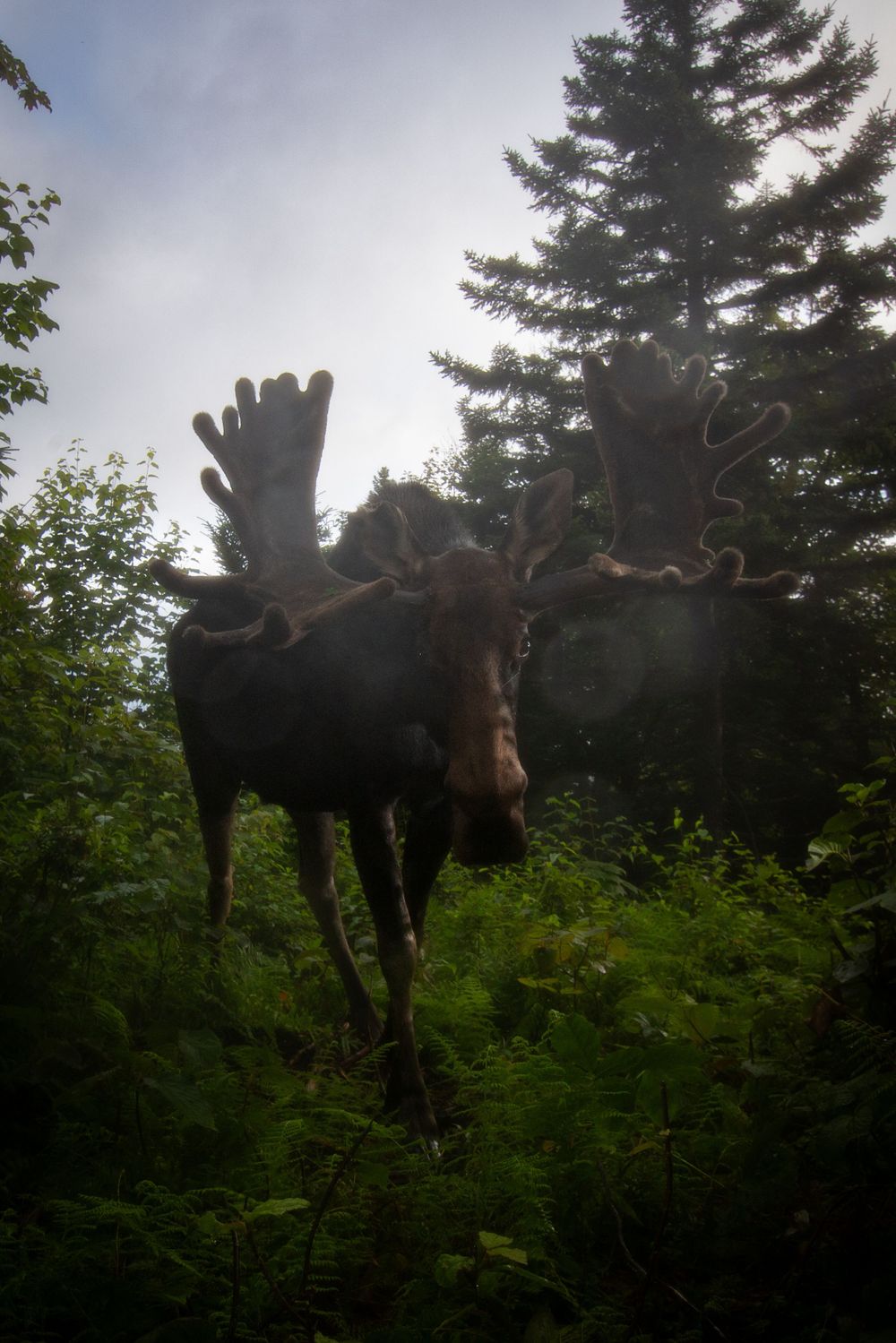 MOOSE PHOTO, MAINE DSLR CAMERA TRAP Photography, CAMERA TRAP, DSLR CAMERA TRAP ,  DSLR CAMERA TRAP, CAMERA TRAPPING