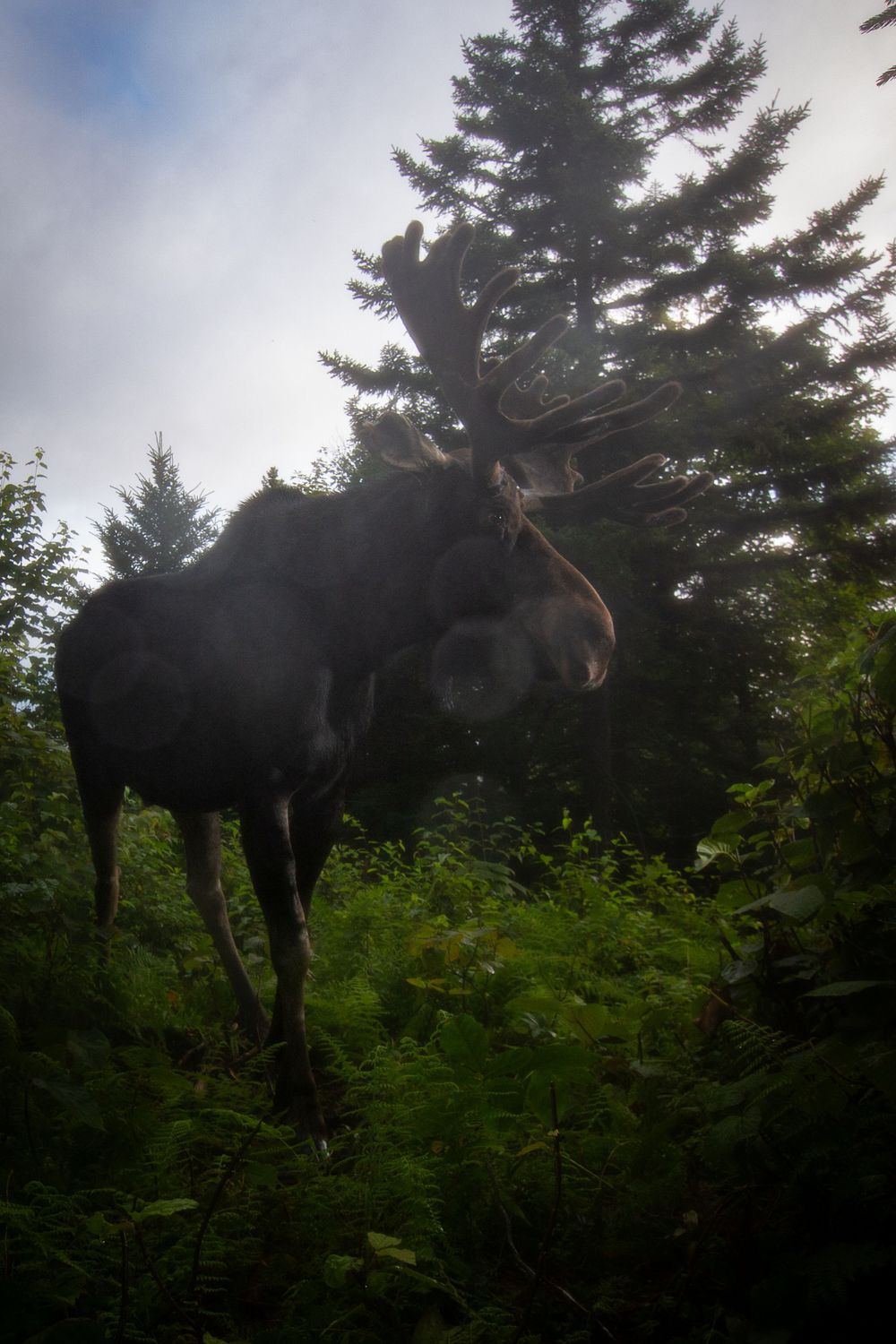 MOOSE PHOTO, MAINE DSLR CAMERA TRAP Photography, CAMERA TRAP, DSLR CAMERA TRAP ,  DSLR CAMERA TRAP, CAMERA TRAPPING