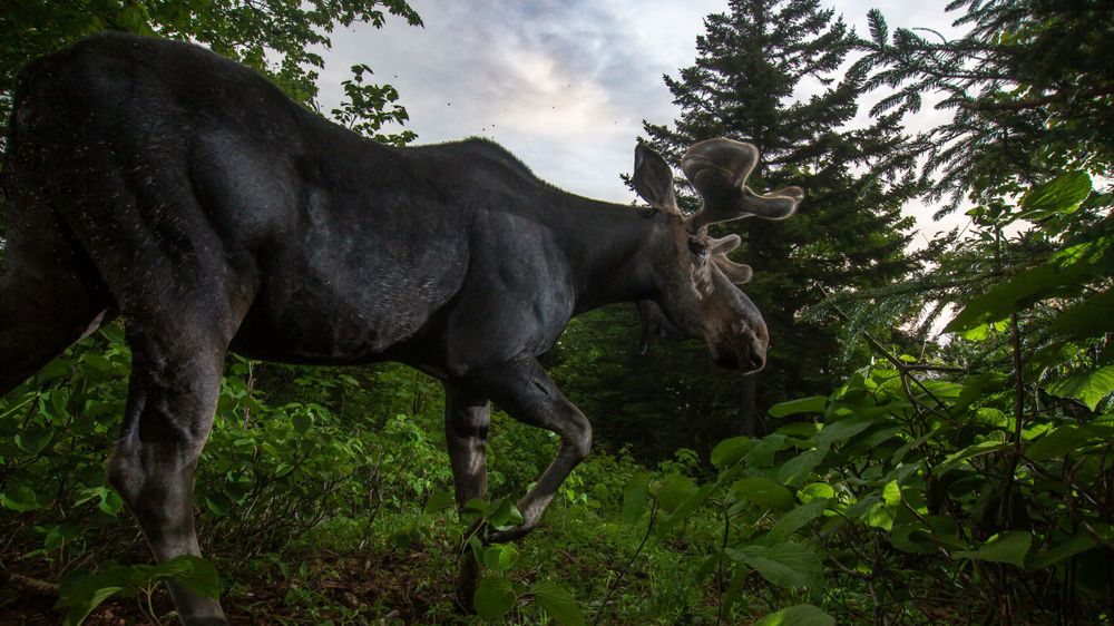 MOOSE PHOTO, MAINE DSLR CAMERA TRAP Photography, CAMERA TRAP, DSLR CAMERA TRAP ,  DSLR CAMERA TRAP, CAMERA TRAPPING