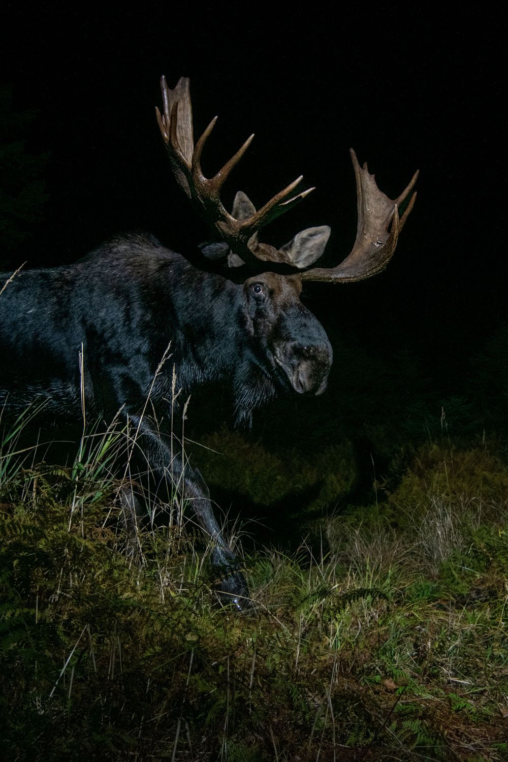MOOSE PHOTO, MAINE DSLR CAMERA TRAP Photography, CAMERA TRAP, DSLR CAMERA TRAP ,  DSLR CAMERA TRAP, CAMERA TRAPPING