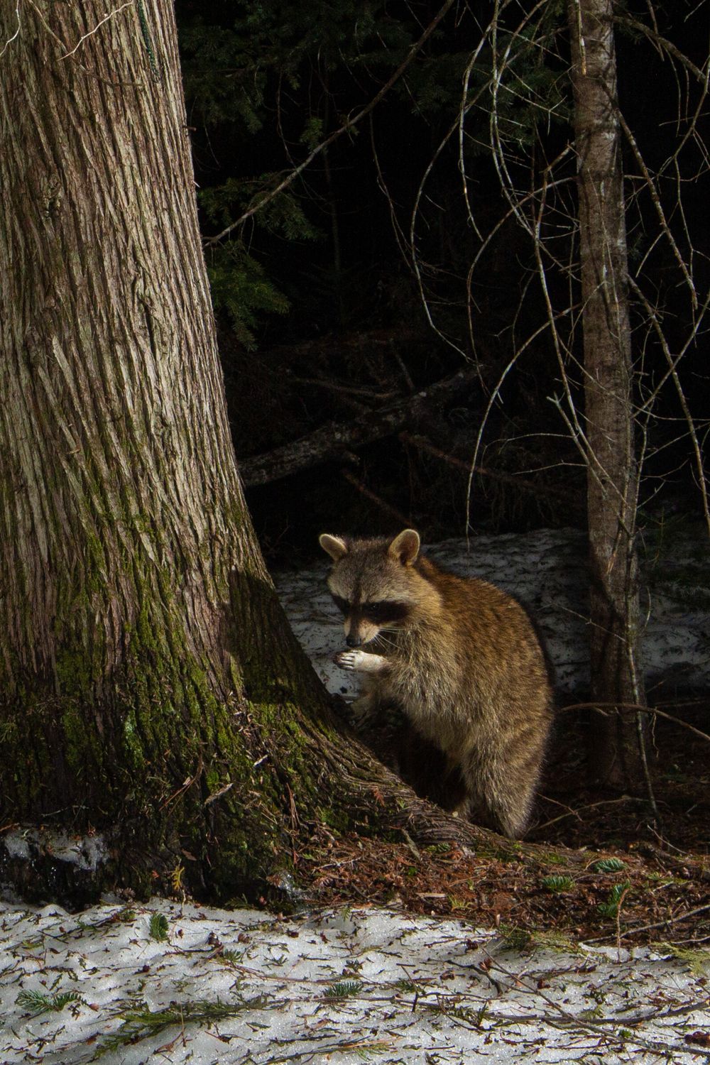 racoon PHOTO, MAINE DSLR CAMERA TRAP Photography, CAMERA TRAP, DSLR CAMERA TRAP ,  DSLR CAMERA TRAP, CAMERA TRAPPING