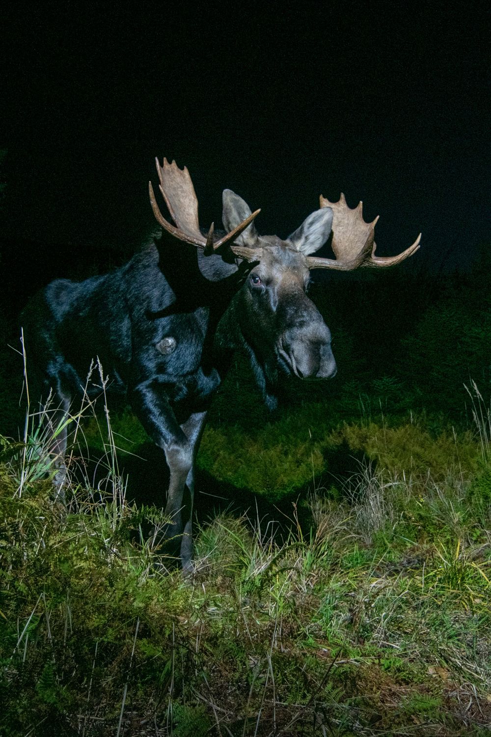 MOOSE PHOTO, MAINE DSLR CAMERA TRAP Photography, CAMERA TRAP, DSLR CAMERA TRAP ,  DSLR CAMERA TRAP, CAMERA TRAPPING