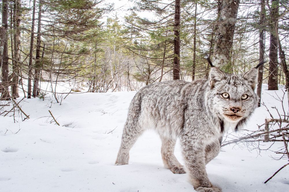MAINE CANDIAN LYNX. LYNX PHOTO, DSLR CAMERA TRAP Photography, CAMERA TRAP, DSLR CAMERA TRAP