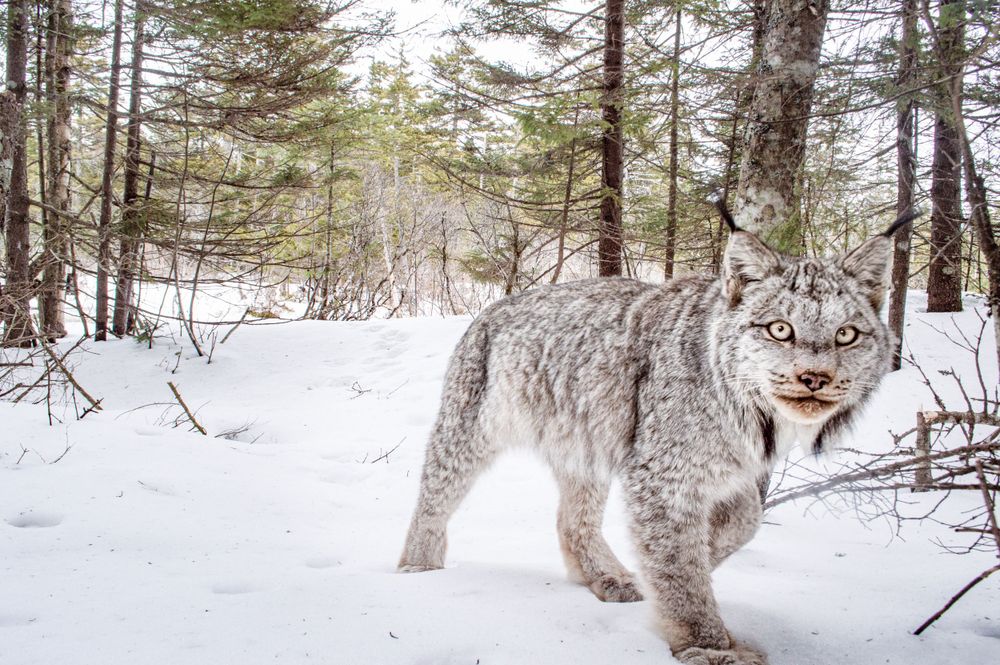 DSLR Camera Trap Photography - Canadian Lynx