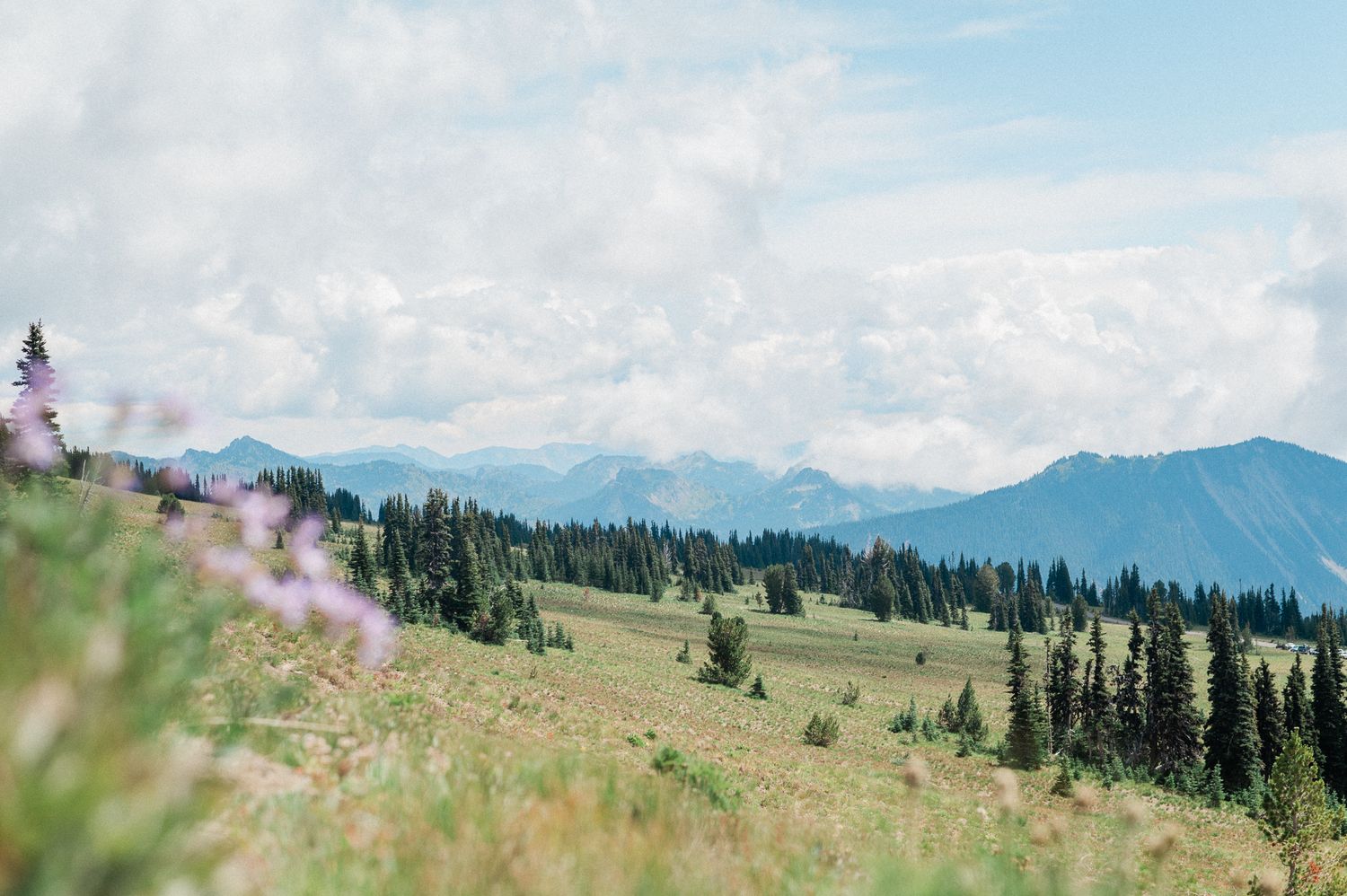 Mt. Rainier National Park with wildflowers.
