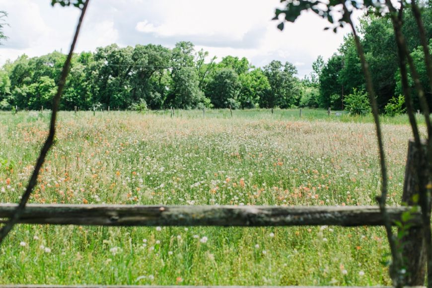 Scenic view of a wildflower meadow framed by tree branches.