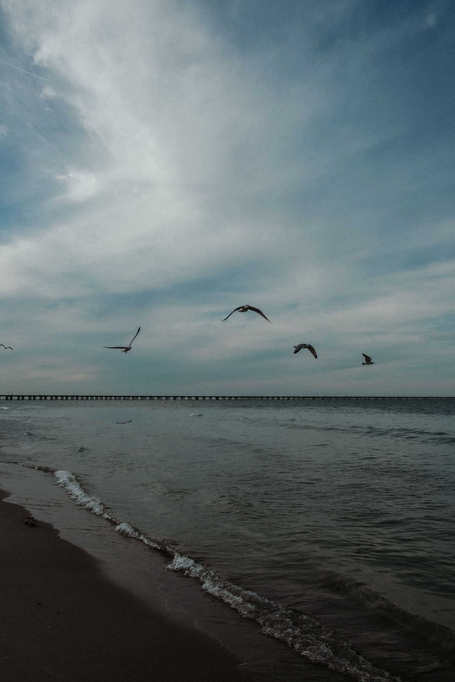 chicks beach in virginia beach, virginia at sunset with seagulls flying