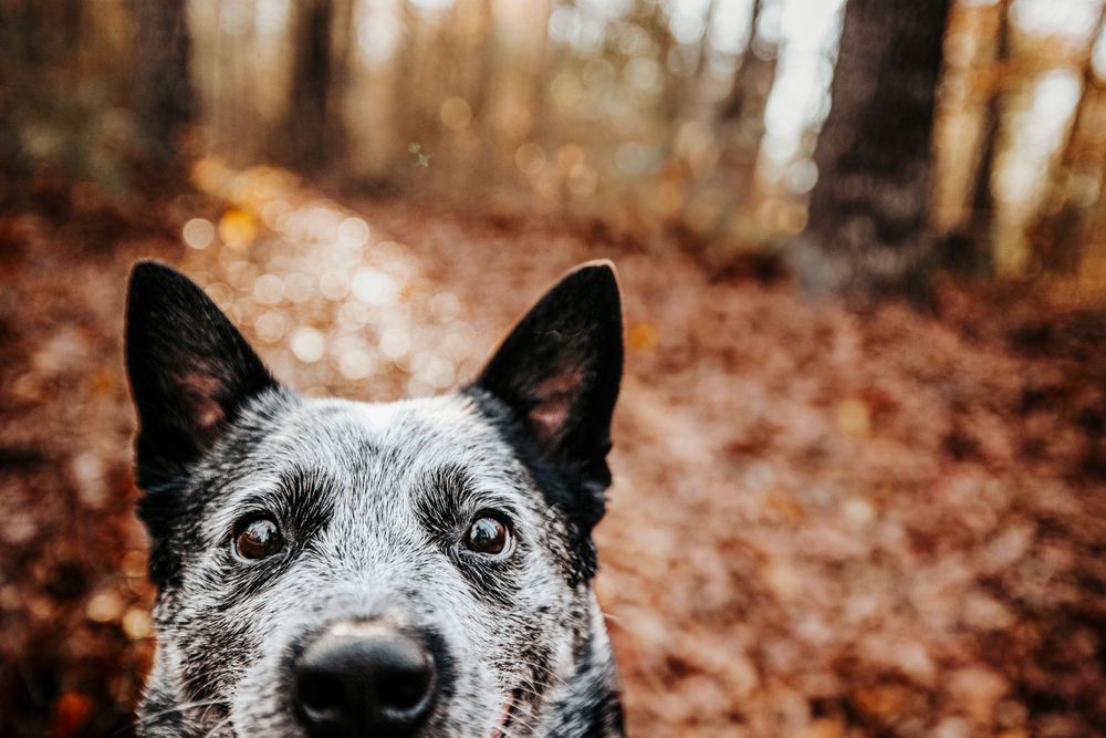 Cattle Dog peeks up into the camera lens in the Red River Gorge of Kentucky.