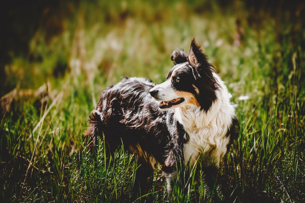 Dog portrait in Creede, Colorado.