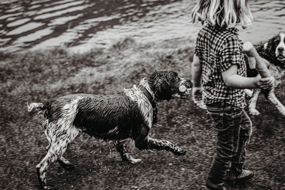 Springer Spaniels play stick game with their best friend.