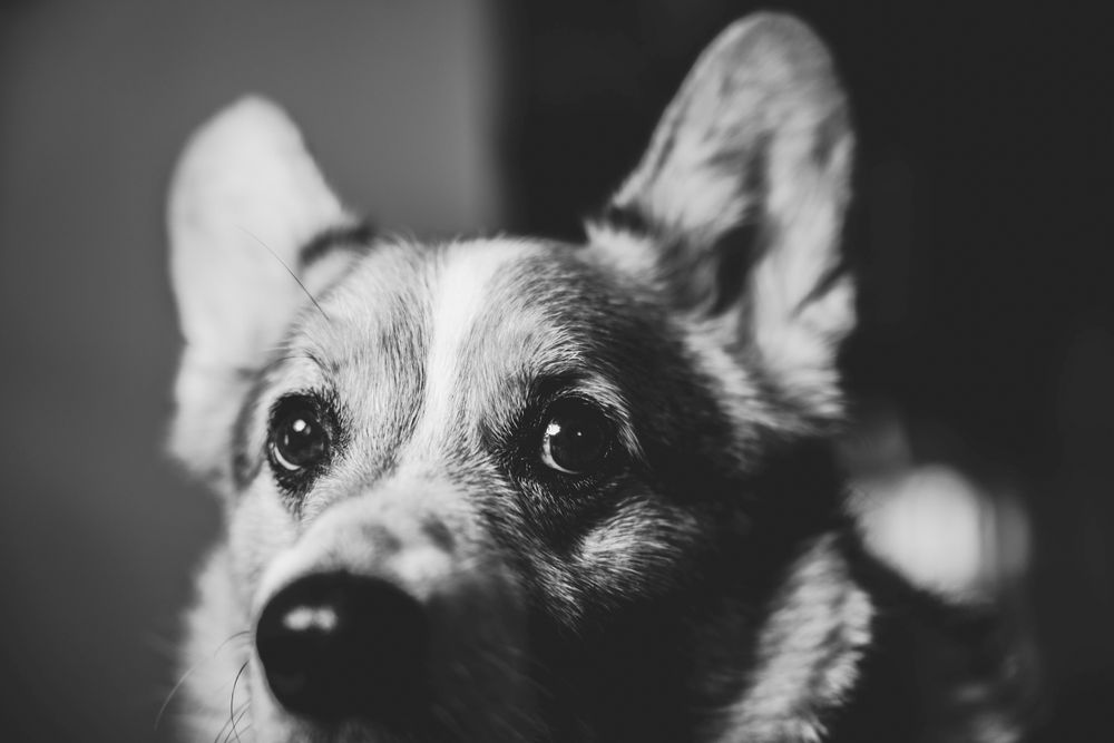 Black and white portrait of a Corgi dog.