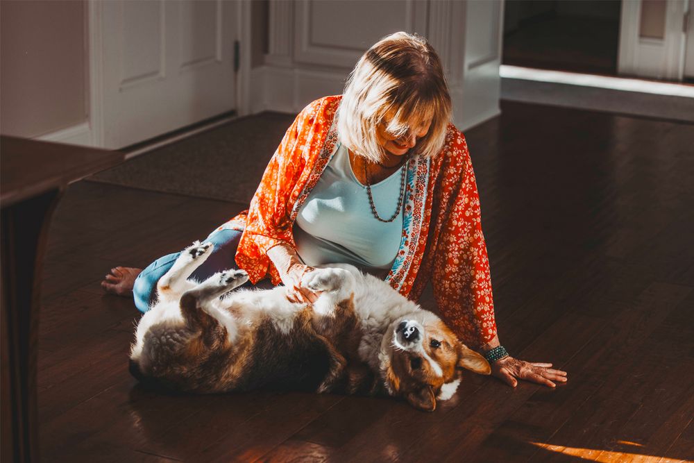 Corgi enjoys a belly rub from his owner on a sunny afternoon.
