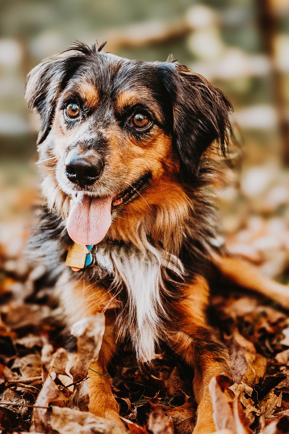 Adorable pup smiles for the camera.