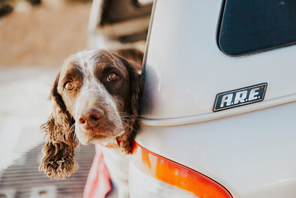Springer Spaniel peeks outside back truck window for photogrpher.