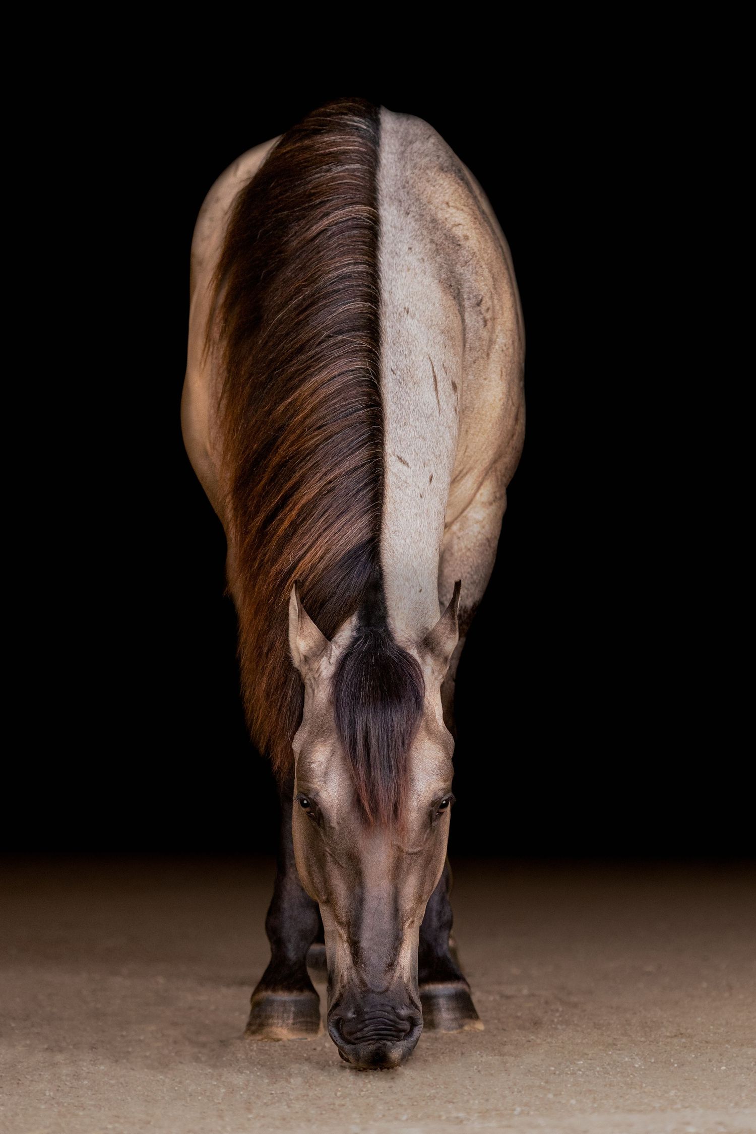 A black-background horse portrait, head down.
