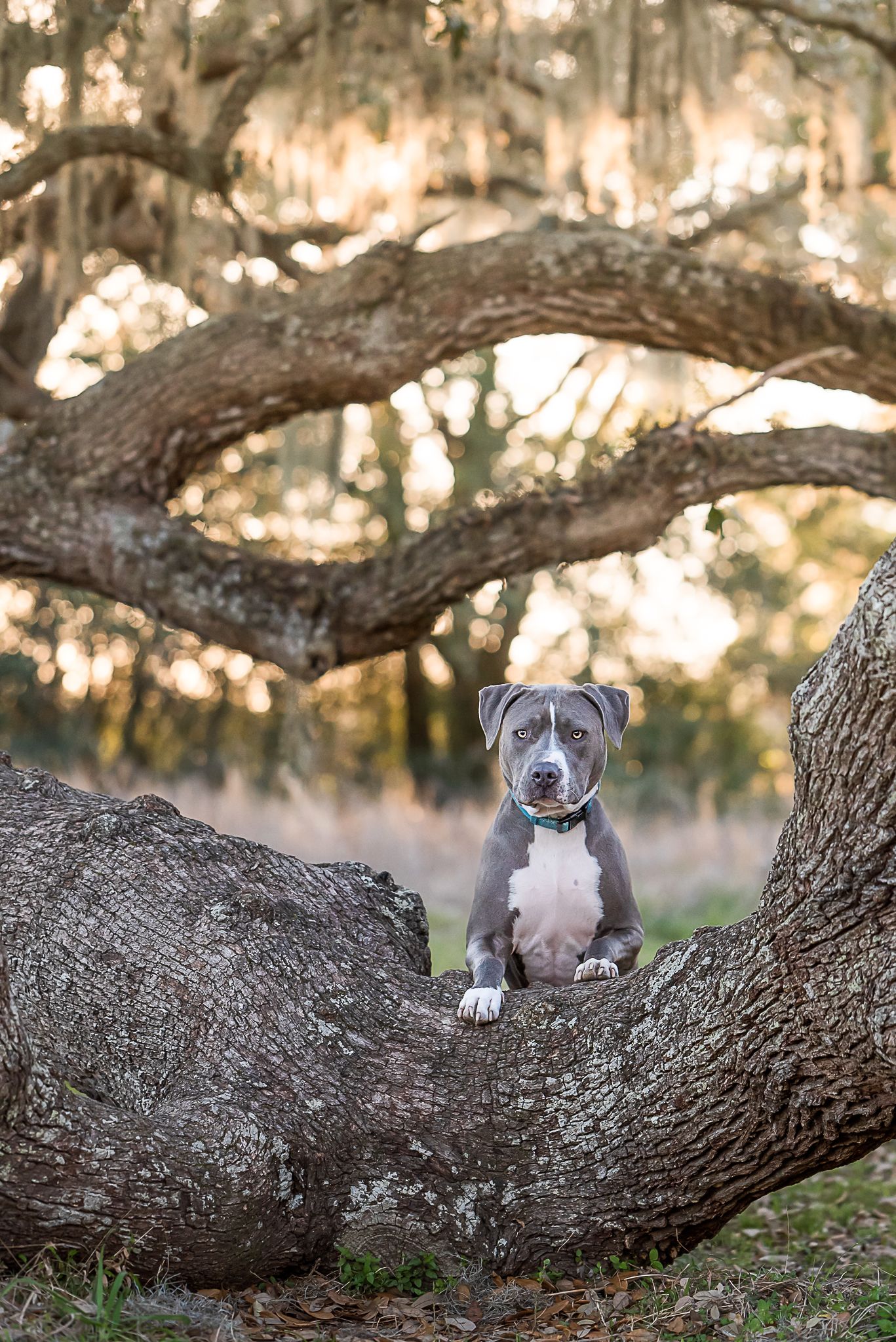 Gray and white pit bull sitting on large tree branch in atmospheric forest setting.