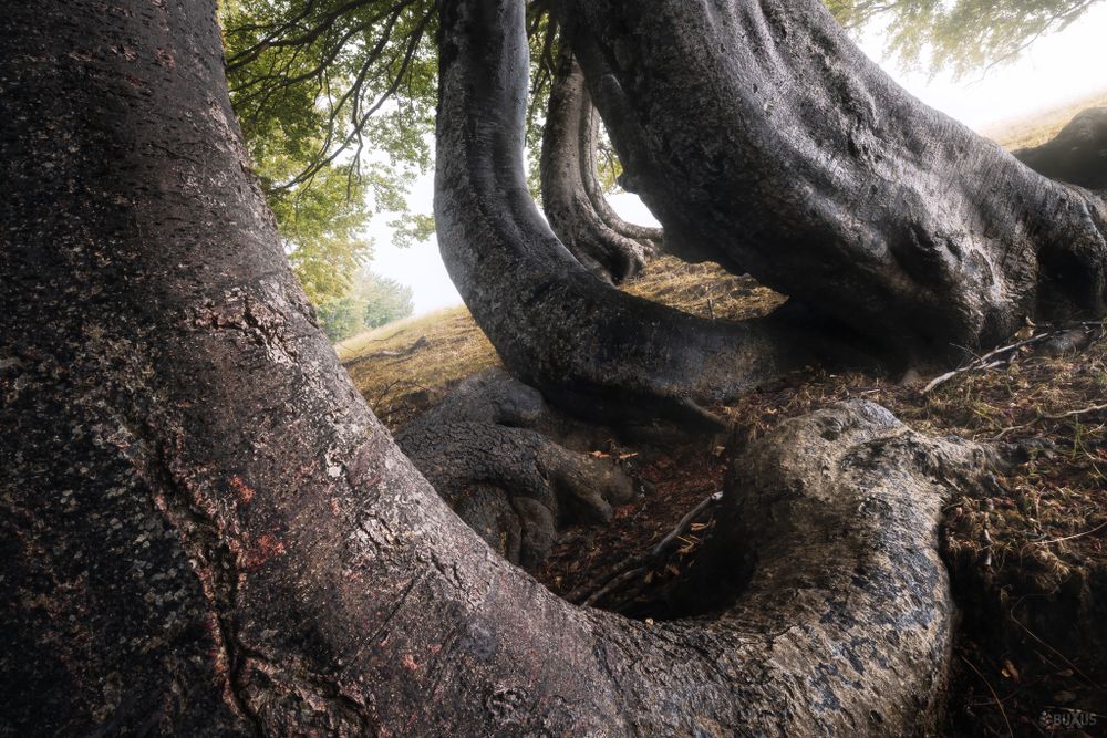 Foresta dei Faggi Torti Abruzzo Monti della Laga