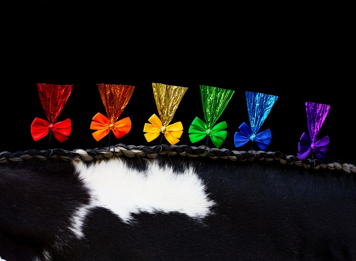 black draft horse neck braided in rainbow part of lgbt pride collection  captured by q2 photography