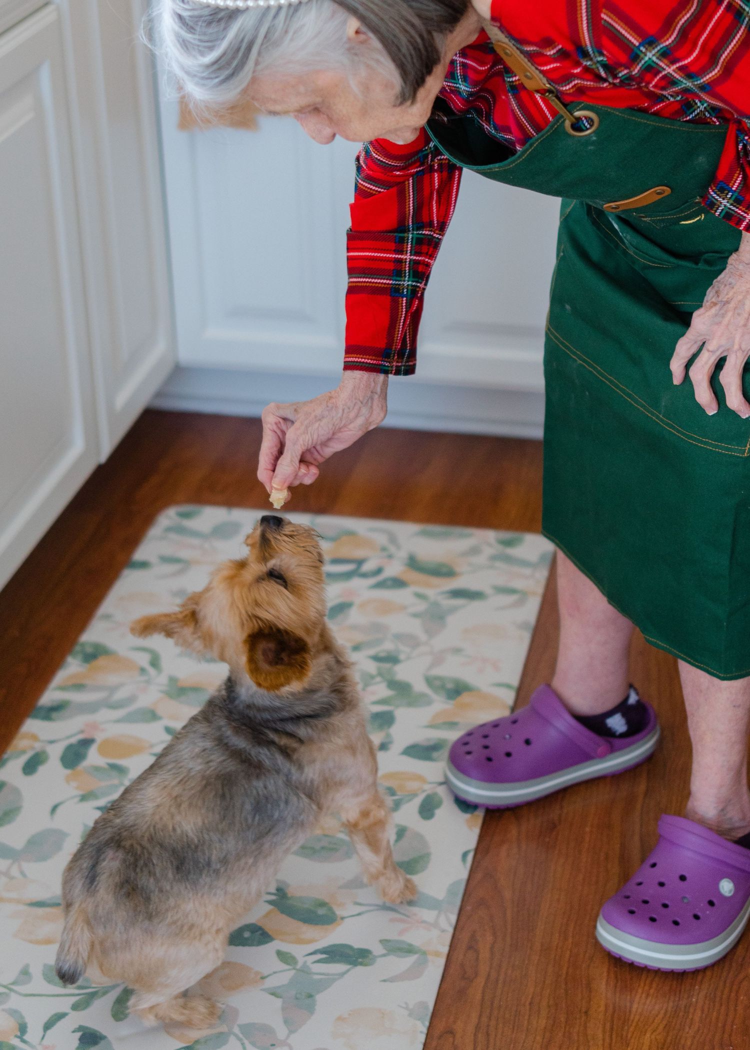 dog eating a cookie