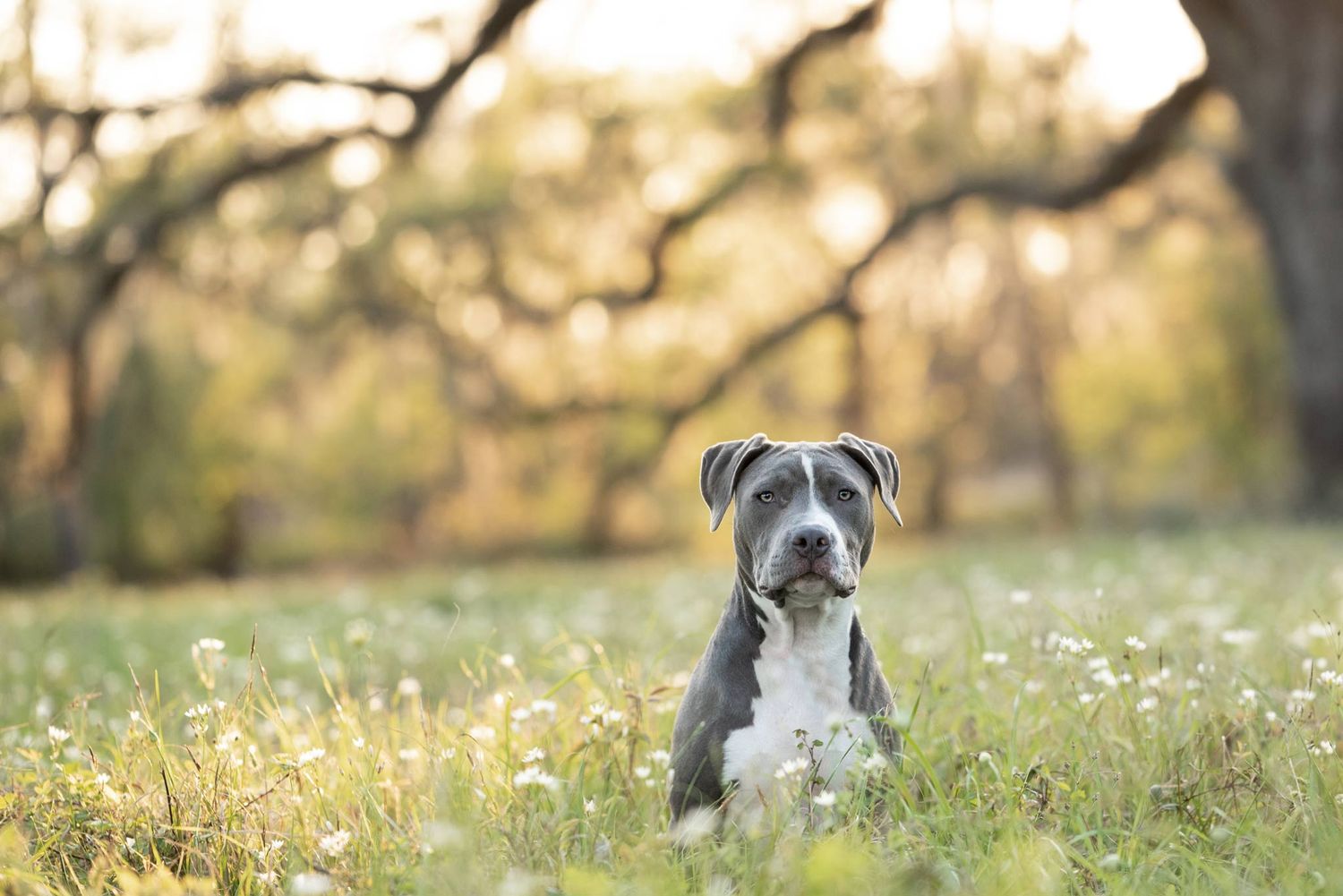 dog sitting in flowers in Brazos Bend State Park
