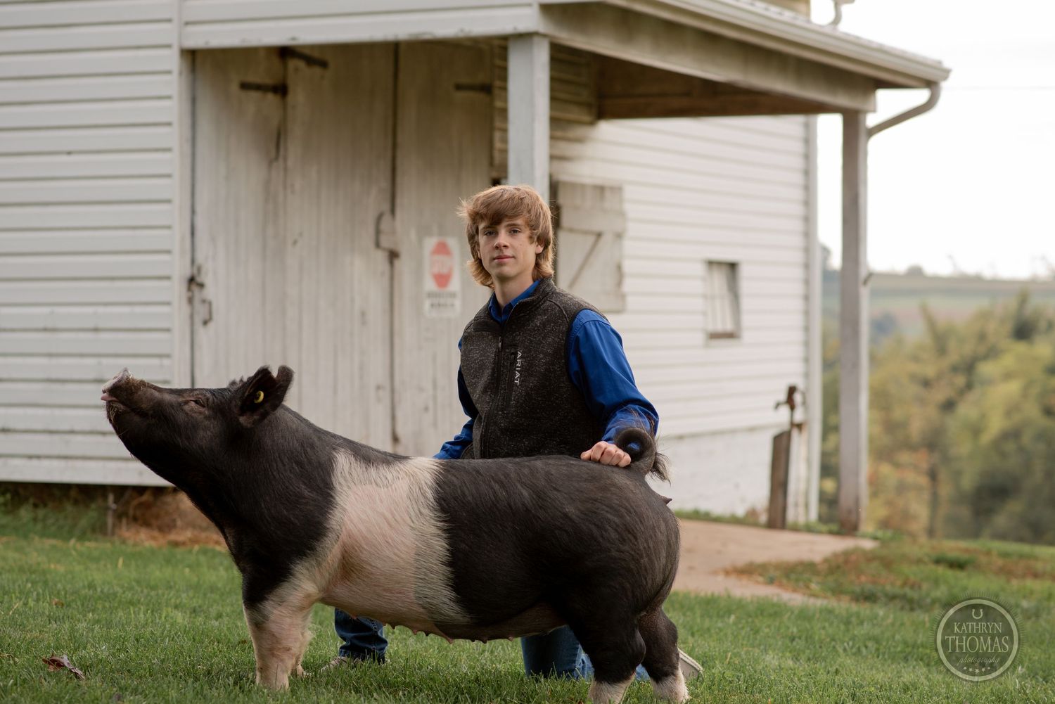 A black and white pig stands on grass near a weathered white farmhouse.