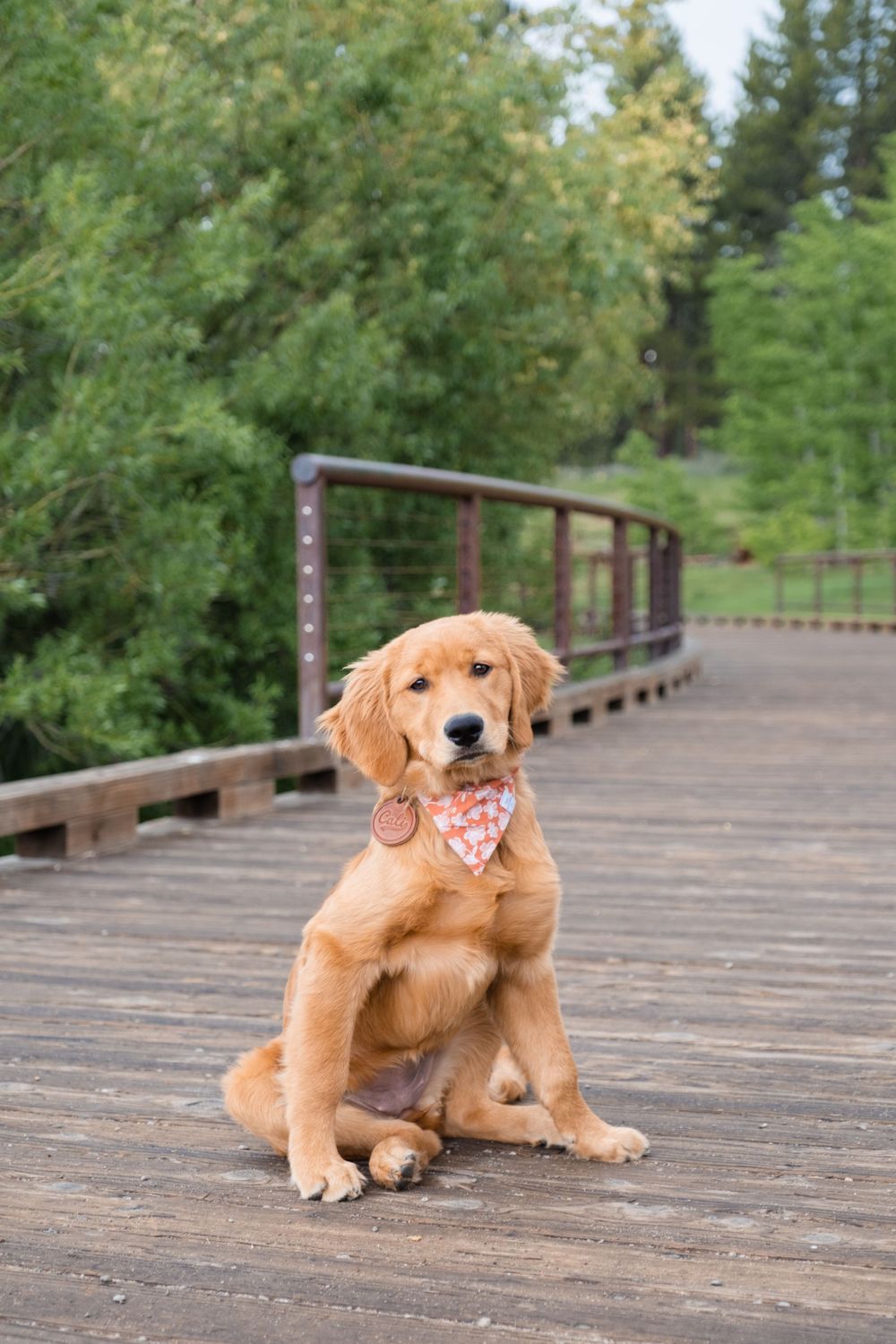 Golden retriever puppy wearing a bandana sits attentively on a wooden bridge walkway surrounded by green trees.