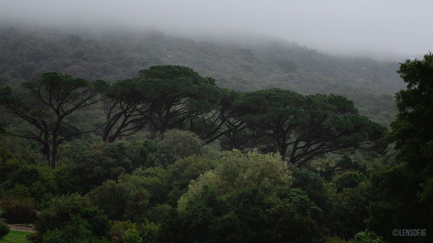 Kirstenbosch National Botanical Garden